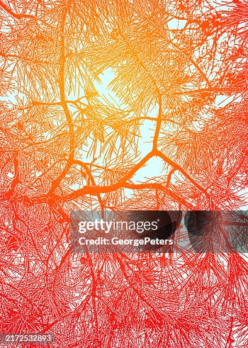 Pine Branches Background Pine Branches Background