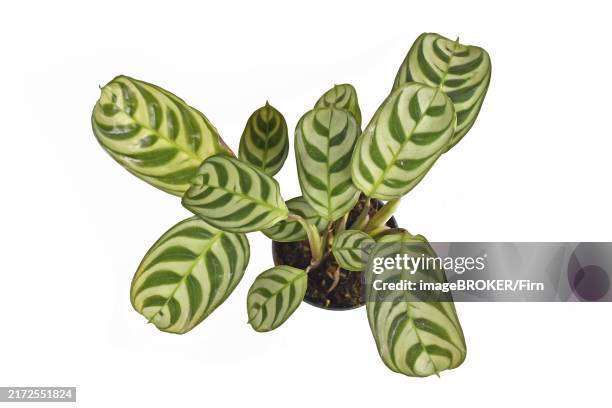 top view of tropical 'ctenanthe burle marxii house plant with exotic stripe pattern on leaves in flower pot isolated on white background - calathea stock pictures, royalty-free photos & images