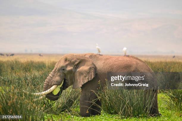 african elephant and egrets, ngorongoro crater - arusha stock pictures, royalty-free photos & images