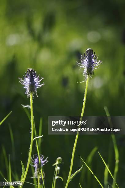 devil's claw, may, germany, europe - teufelskralle stock-fotos und bilder