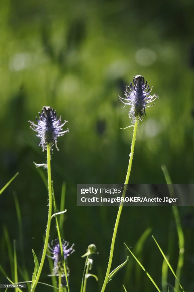 Devil's claw, May, Germany, Europe
