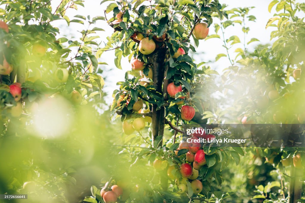 Ripe apples on trees.