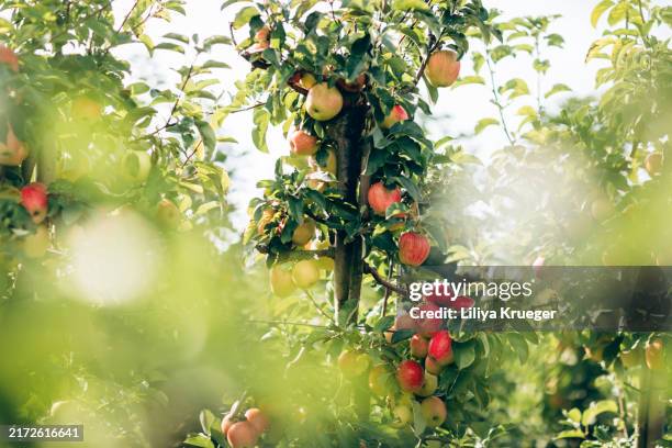 ripe apples on trees. - apple tree stock pictures, royalty-free photos & images