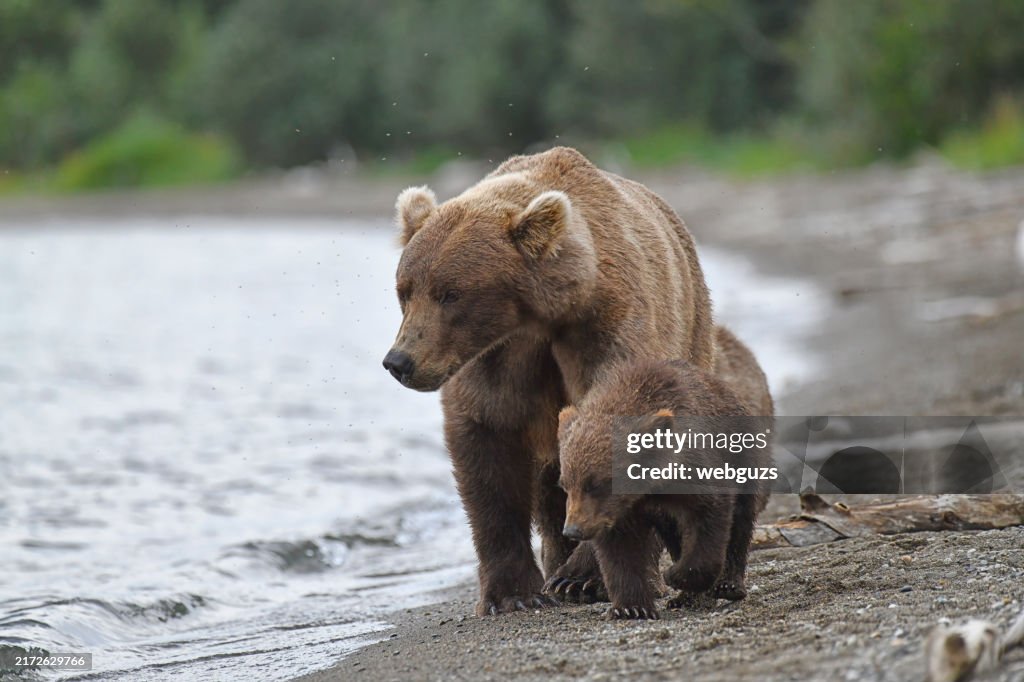 Brown Bear and three cubs walking on a beach in the Alaskan wilderness at dusk