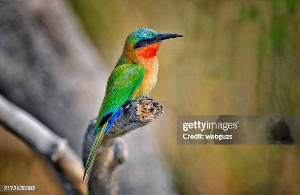 red-throated bee-eater perching on a branch - uganda stock pictures, royalty-free photos & images