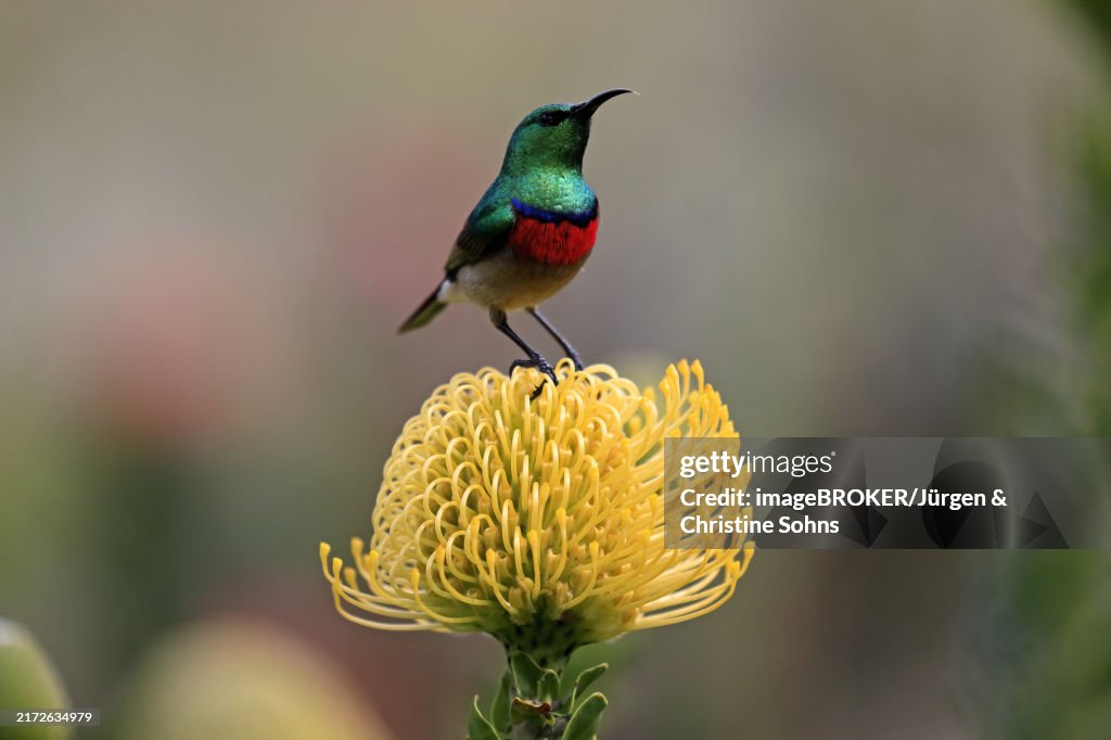 Cape Sunbird, adult, male, on flower, Protea, Kirstenbosch Botanical Gardens, Cape Town, southern double-collared sunbird (Cinnyris chalybeus)