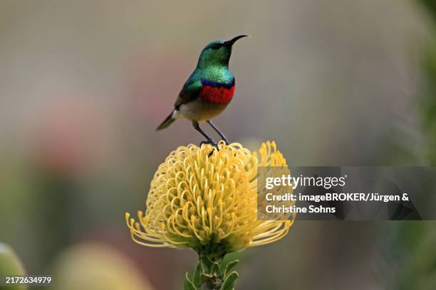 Cape Sunbird Adult Male On Flower Protea Kirstenbosch Botanical Gardens Cape Town Southern Doublecollared Sunbird High-Res Stock Photo