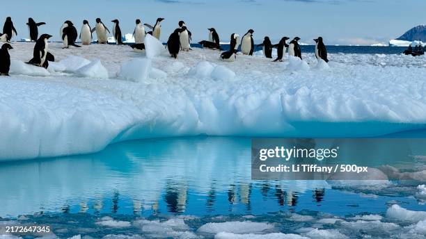 Adlie 3,400 Iceberg Penguin Stock Photos, High-Res Pictures, and Images ...