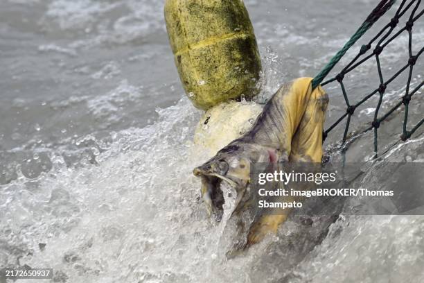 dead pink salmon (oncorhynchus gorbuscha) hanging in a fishing net, prince william sound, alaska - prince william sound stock pictures, royalty-free photos & images