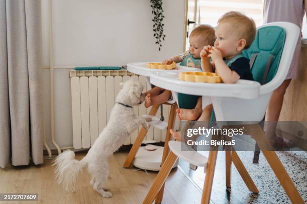 cute baby boys eating alone while sitting in high chairs in living room at home - identical twin stock pictures, royalty-free photos & images