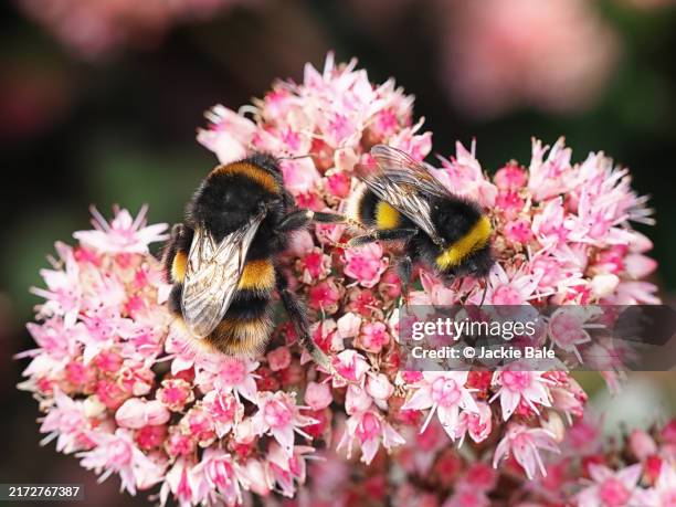 white tailed bees on sedum flowers - bee stock pictures, royalty-free photos & images
