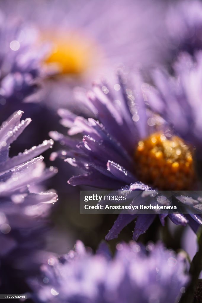 Macro photography of purple aster with water droplets on petals in the sun