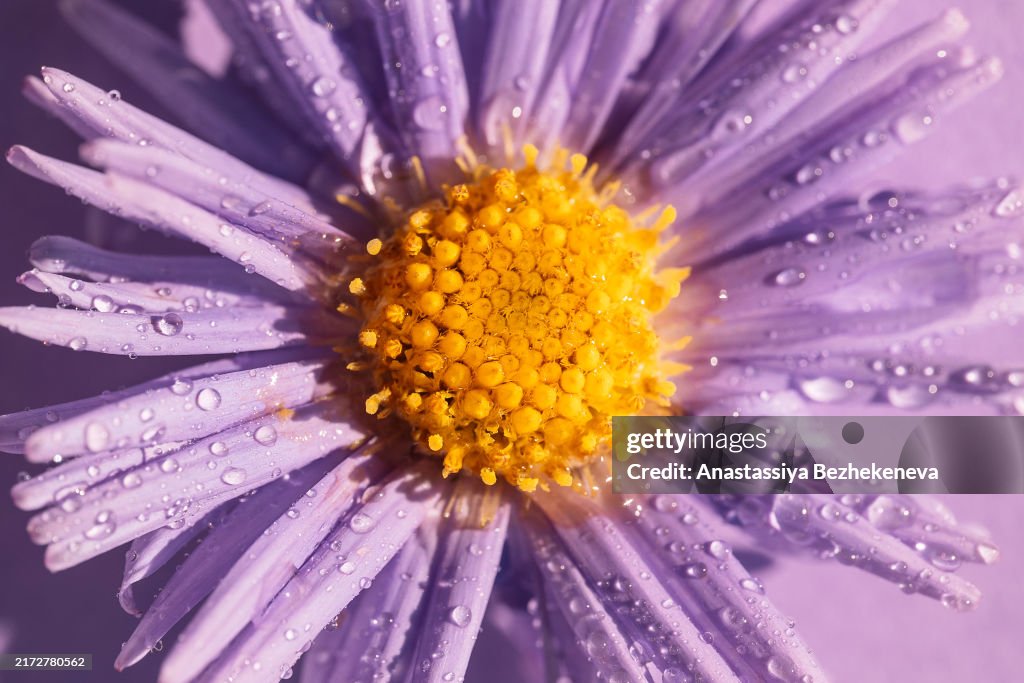 Macro photography of purple aster with water droplets on petals against purple background