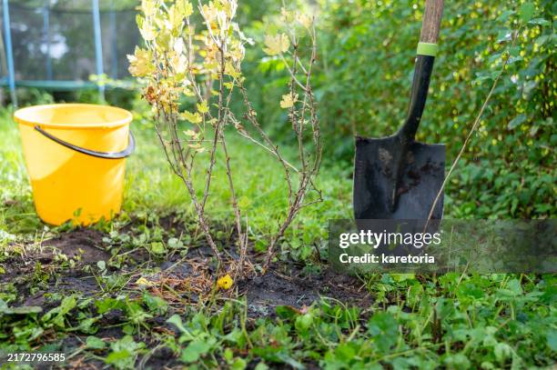 newly planted gooseberry seedling sits in soil of backyard - stachelbeere stock-fotos und bilder