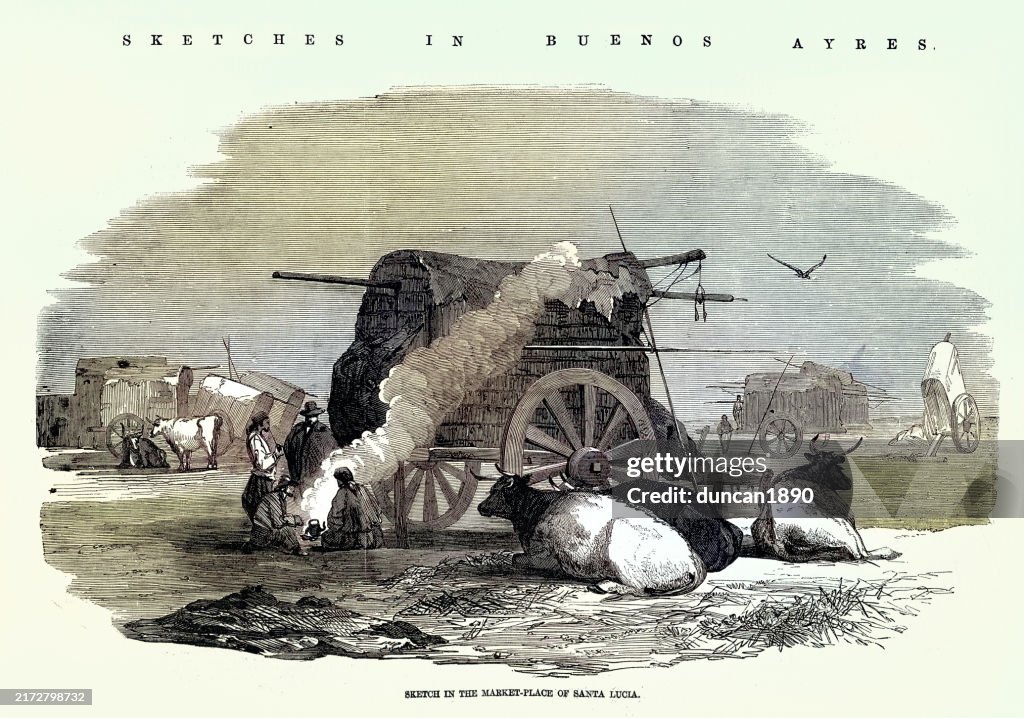 Sketch, Cattle, Market place of Santa Lucía, Buenos Aires, Argentina, 1850s, Vintage illustration