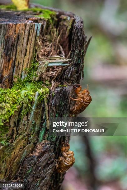 two cicada shells hanging on the barks (close-up) - molting stock pictures, royalty-free photos & images