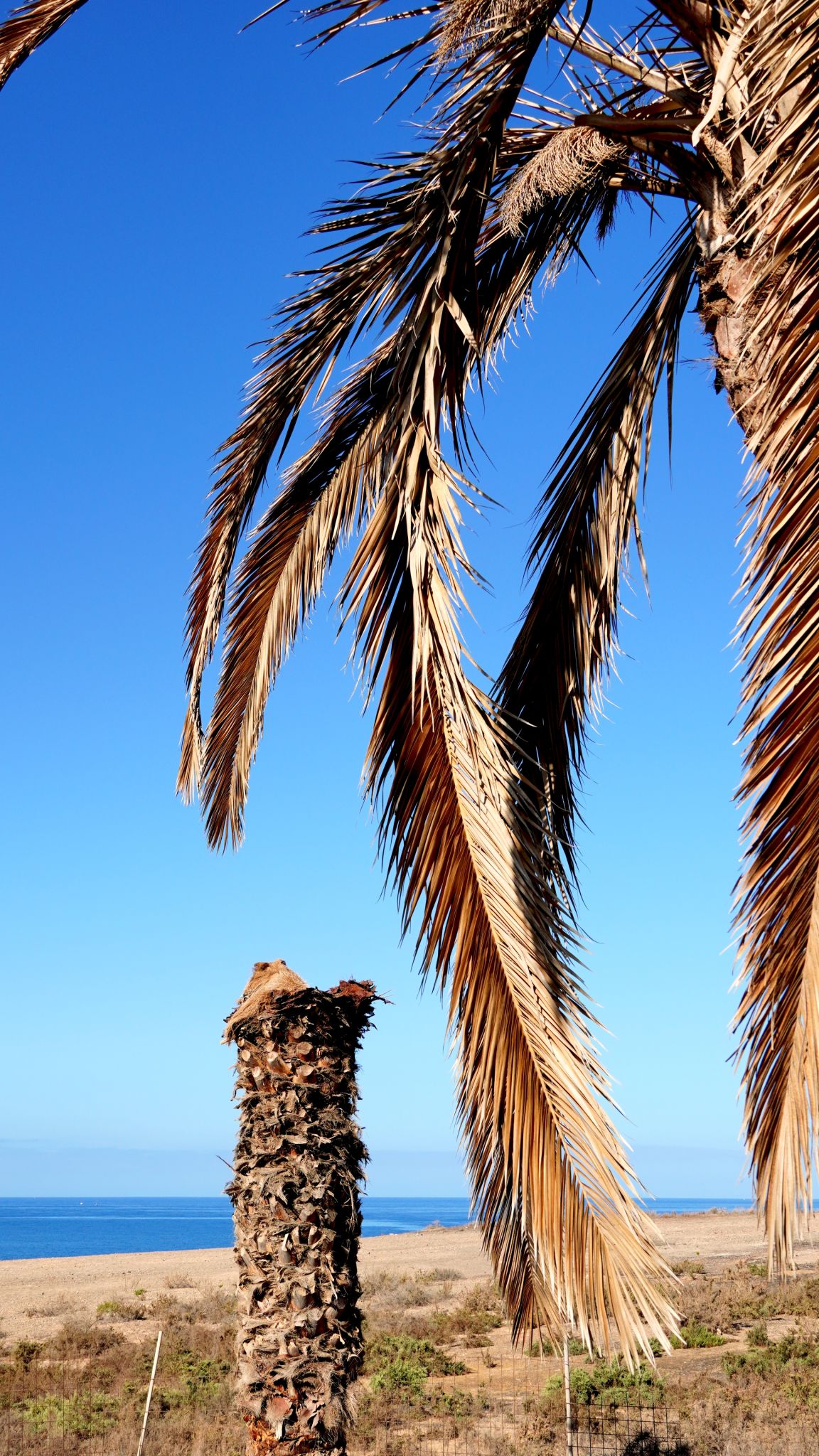 palm tree disease