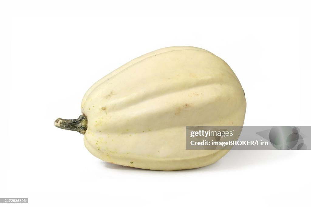 Cream white long Acorn squash on white background