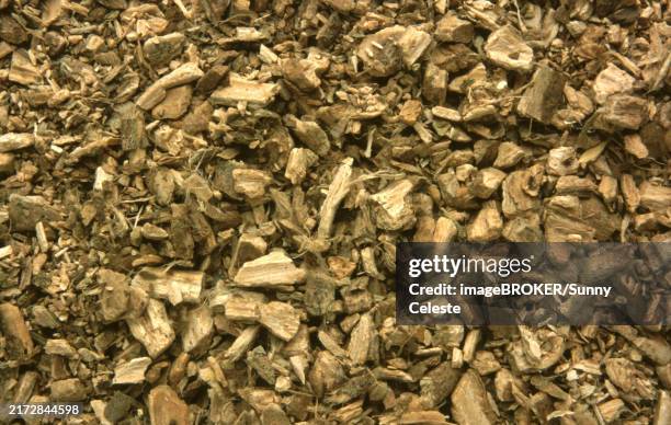 Condurango Cortex 12 Marsdenia Stock Photos, High-Res Pictures, and Images - Getty Images