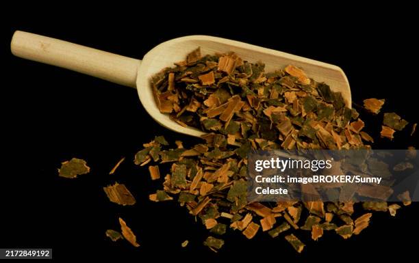 medicinal herbs: black alder, cortex buckthorn (rhamnus), the dried bark of the stems and twigs is used pharmaceutically as black alder bark, frangulae cortex. the bark drug is used as a laxative effective in the large intestine for the short-term treatme - buckthorn stock pictures, royalty-free photos & images
