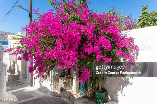 bougainvillea tree on a greek island - buganville foto e immagini stock