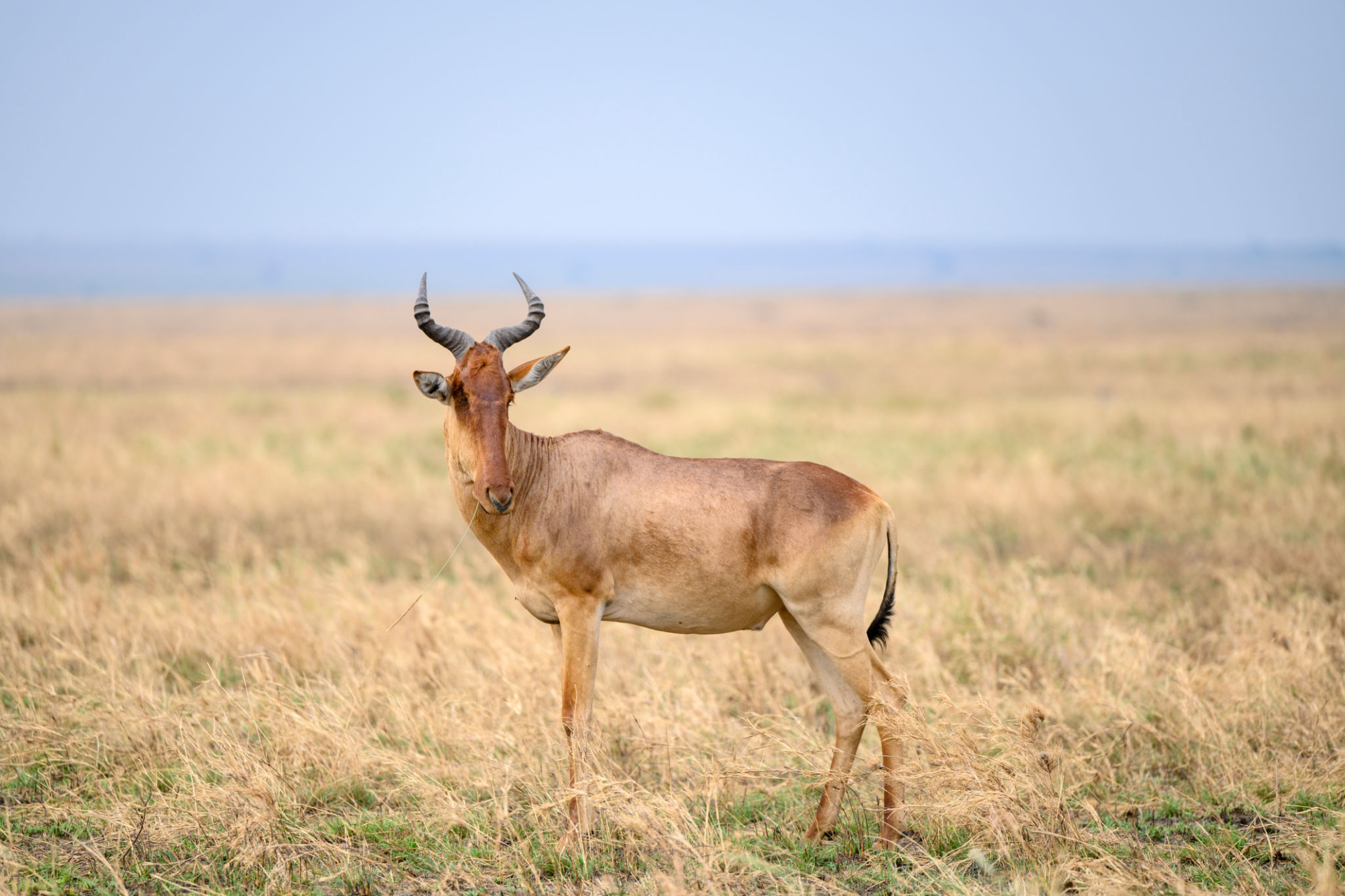 african wildlife