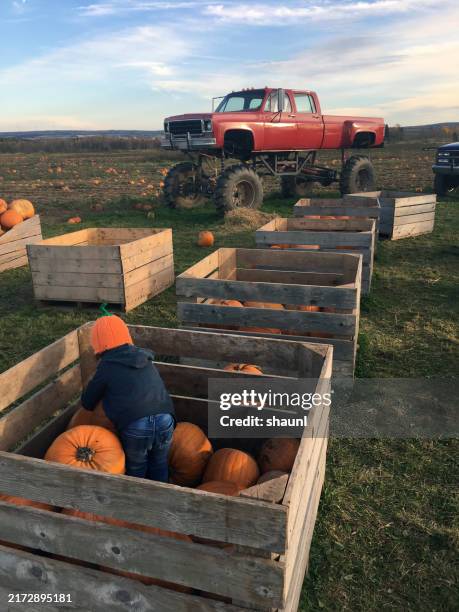boy picks pumpkins - monster truck stock pictures, royalty-free photos & images