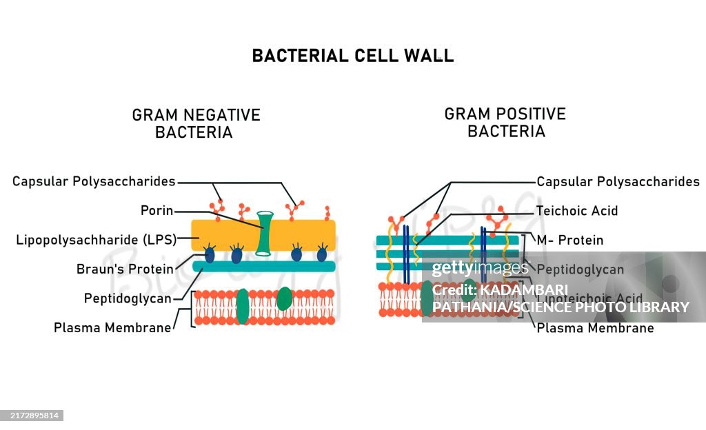 Gram positive and Gram negative cell walls, illustration