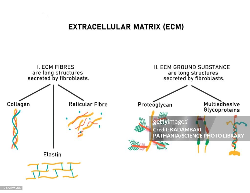 Composition of extracellular matrix, illustration