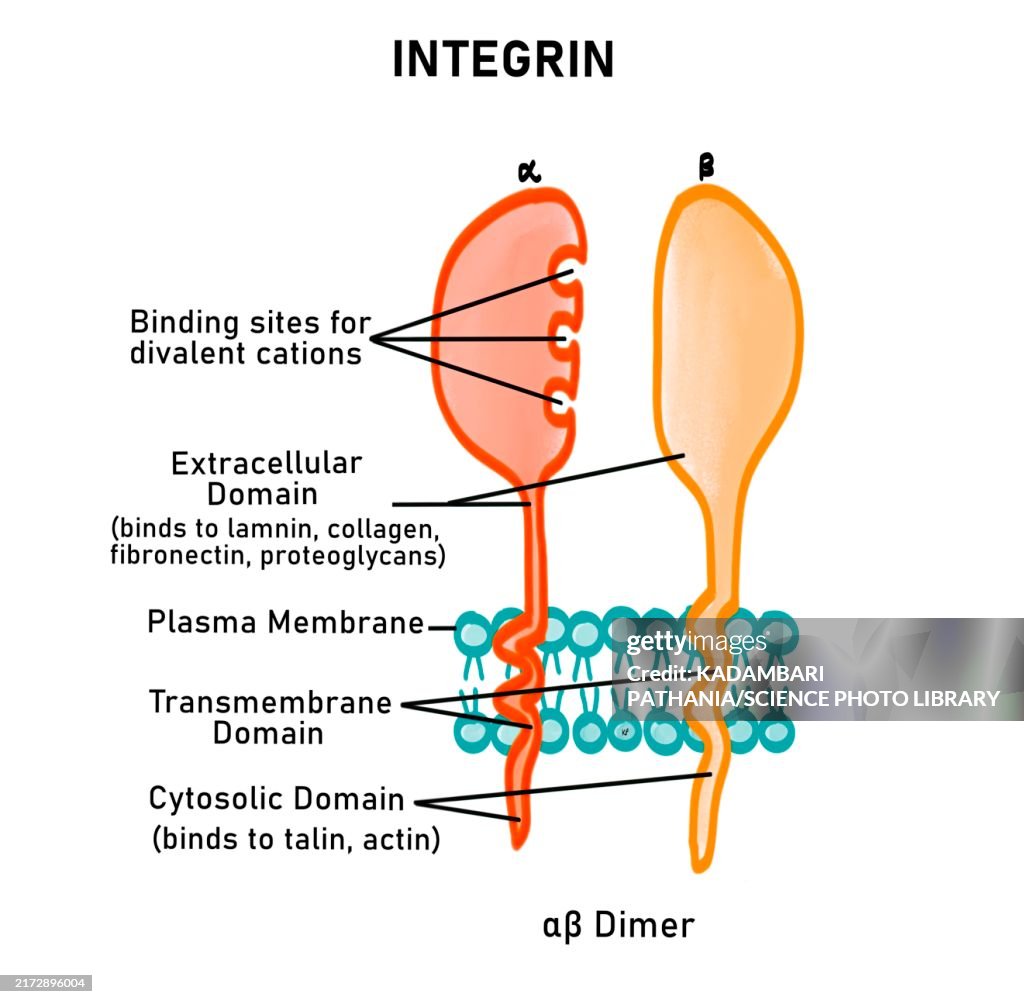 Integrolin Integrins Illustration High-Res Vector Graphic - Getty Images