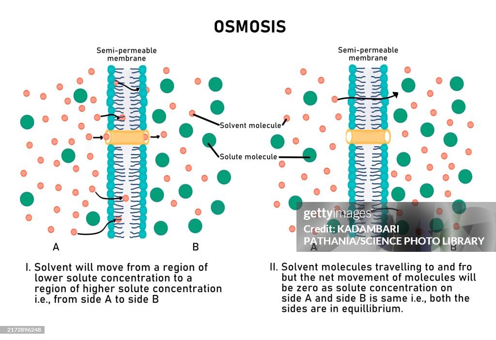 Osmosis, illustration