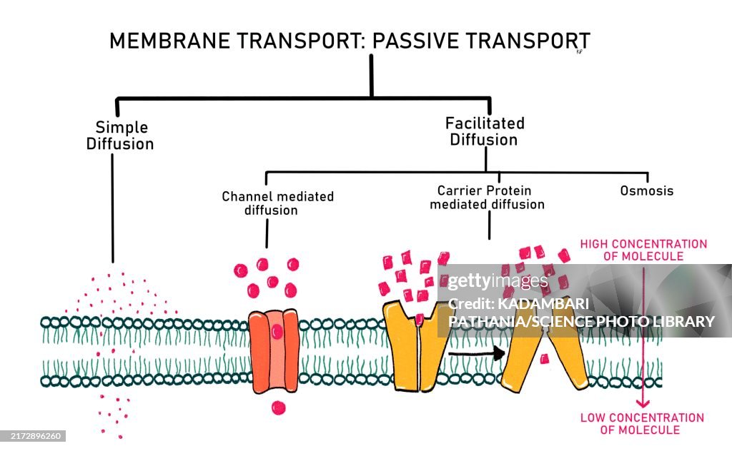 Simple Diffusion Seneca Simple And Facilitated Diffusion Illustration High-Res Vector Graphic ...