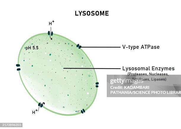 ilustrações de stock, clip art, desenhos animados e ícones de structure of lysosome, illustration - citoplasma