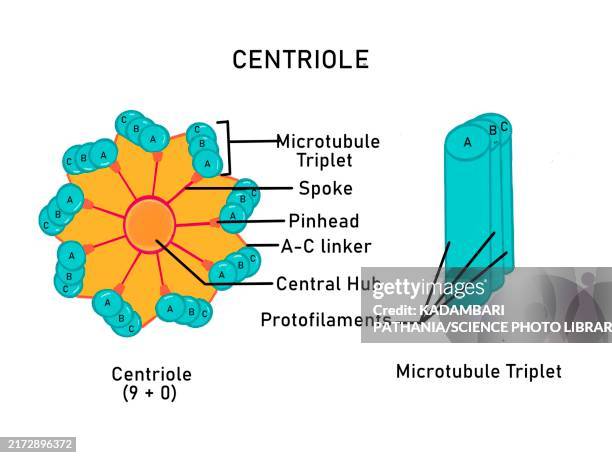 ilustrações de stock, clip art, desenhos animados e ícones de structure of centriole, illustration - centríolo