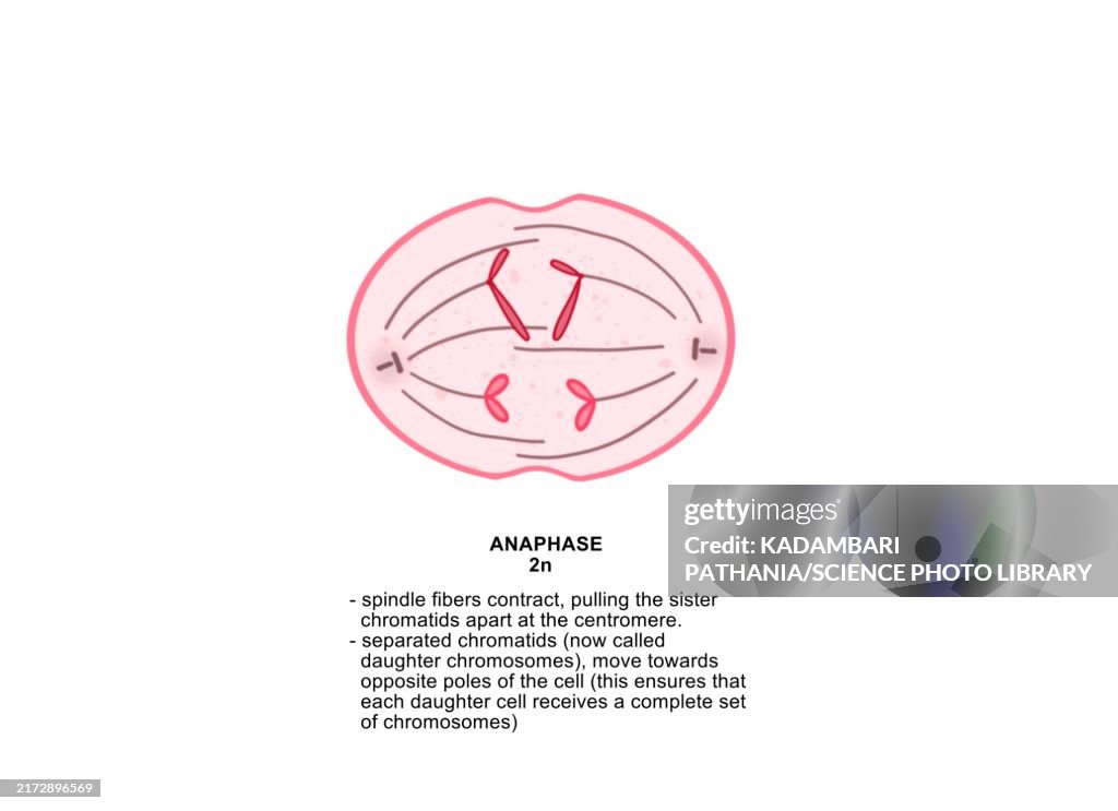 Anaphase, illustration