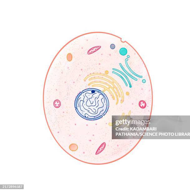 ilustraciones, imágenes clip art, dibujos animados e iconos de stock de animal cell, illustration - membrana celular
