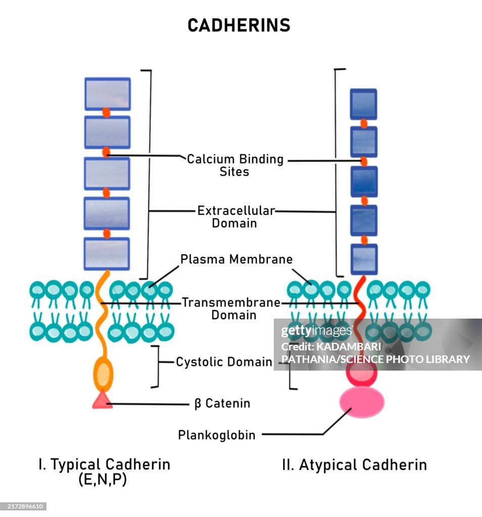 Cadherins, illustration