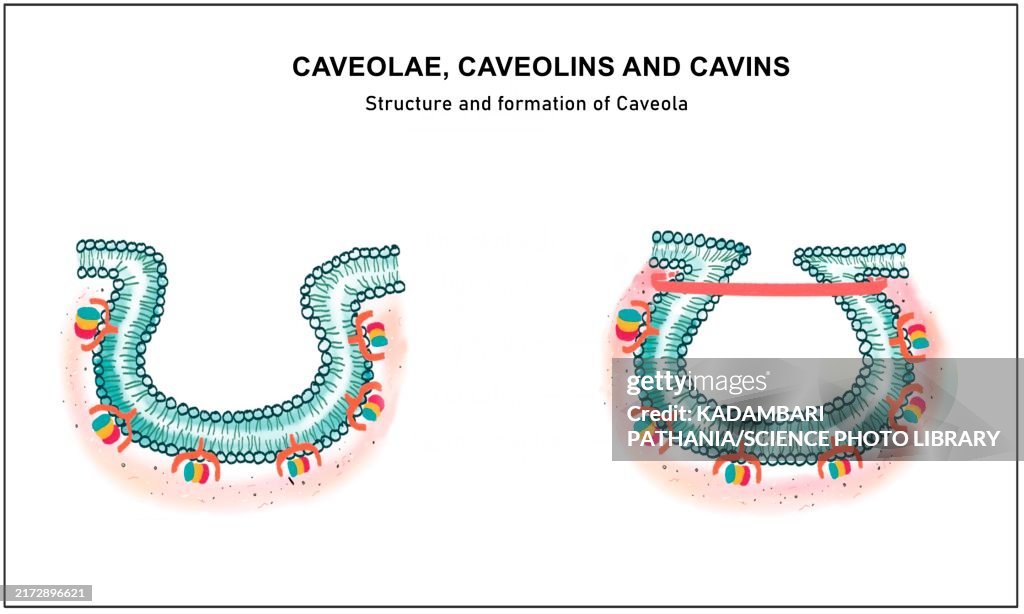 Caveolae, illustration