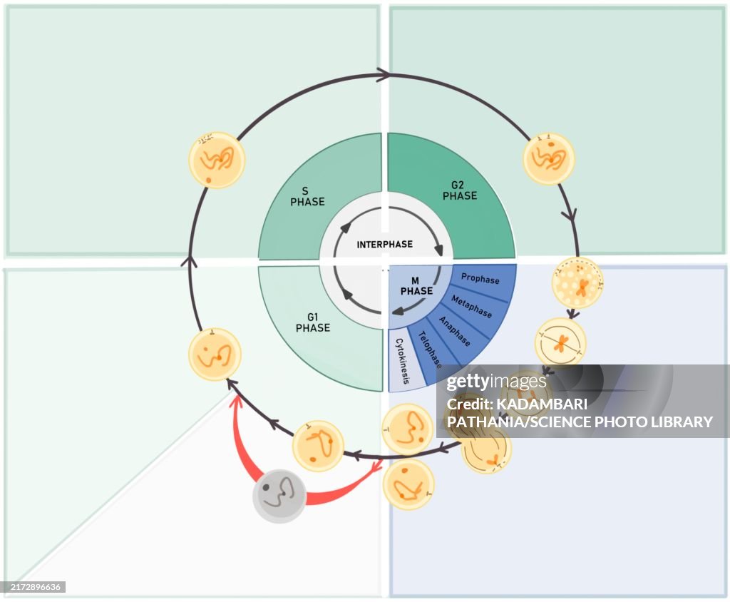 Cell cycle, illustration