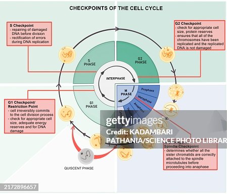 Cell Cycle Biointeractive Cell Cycle Checkpoints Illustration High-Res Vector Graphic - Getty Images