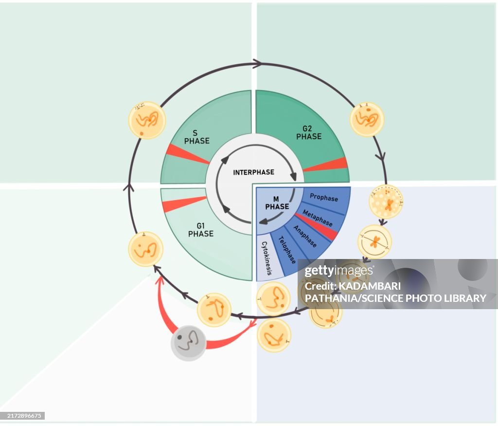 Cell cycle checkpoints, illustration