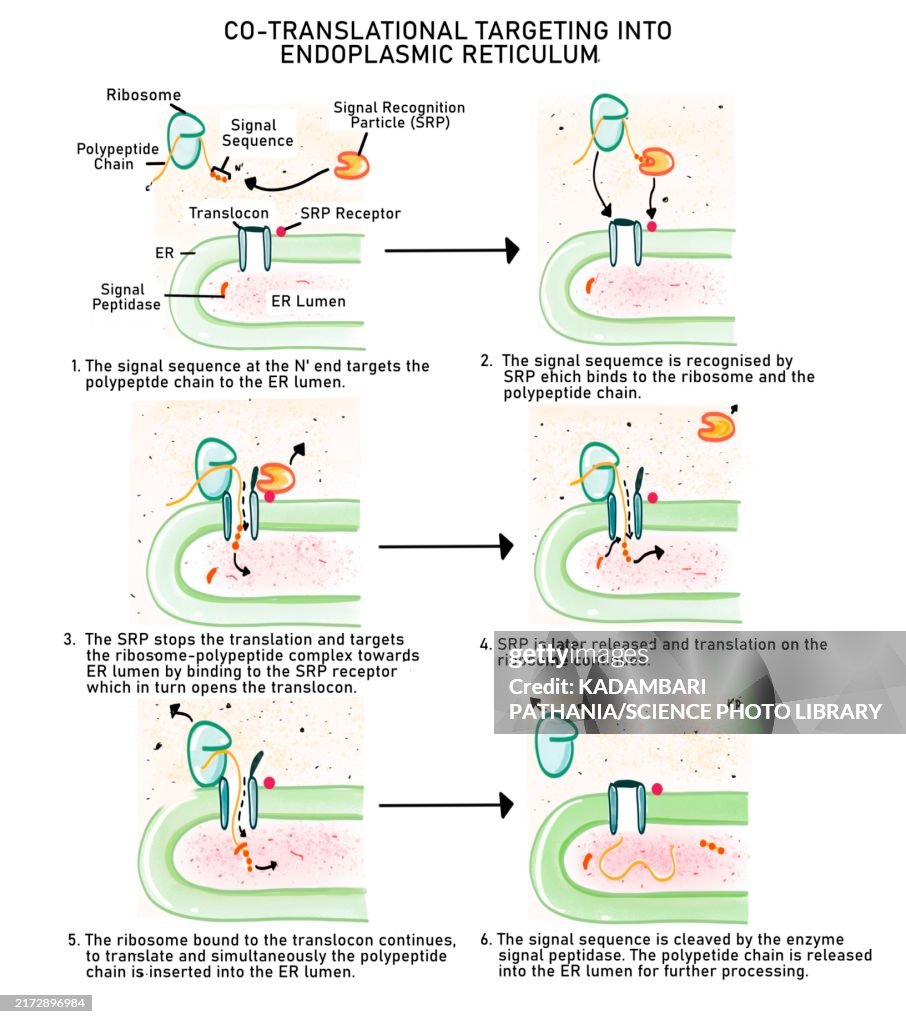 Al. Targeting Cotranslational Protein Targeting Illustration High-Res Vector Graphic ...