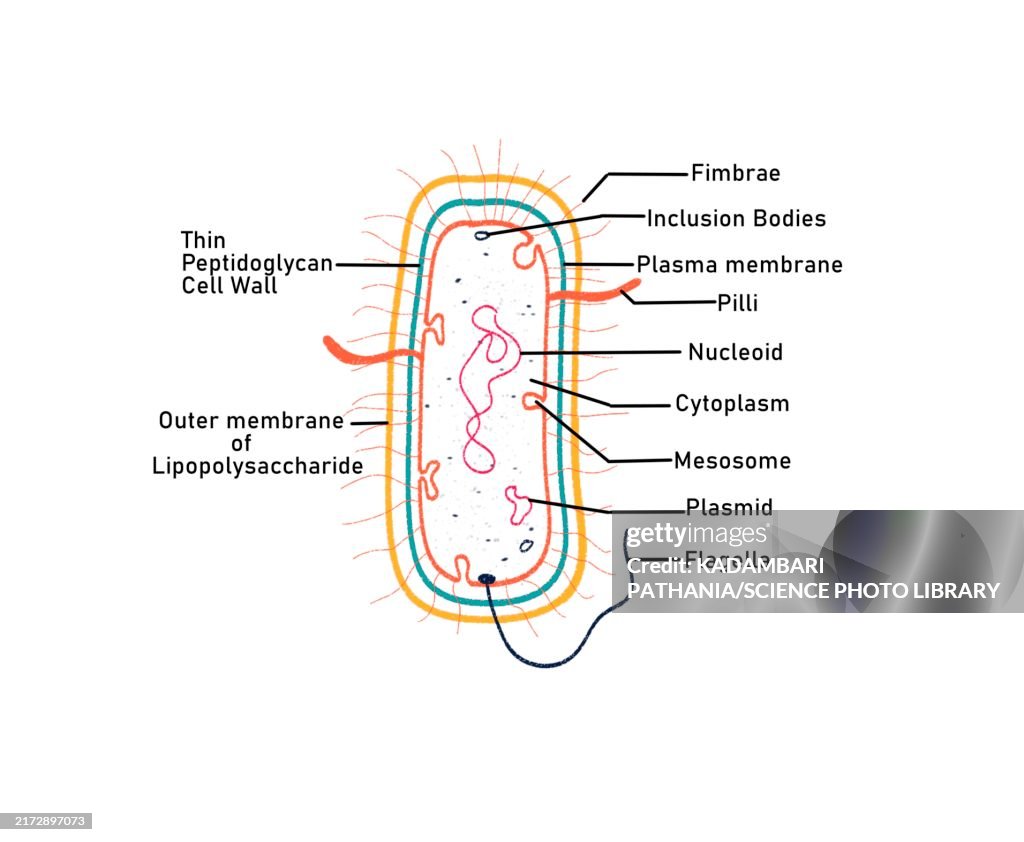 Gram negative bacterium, illustration