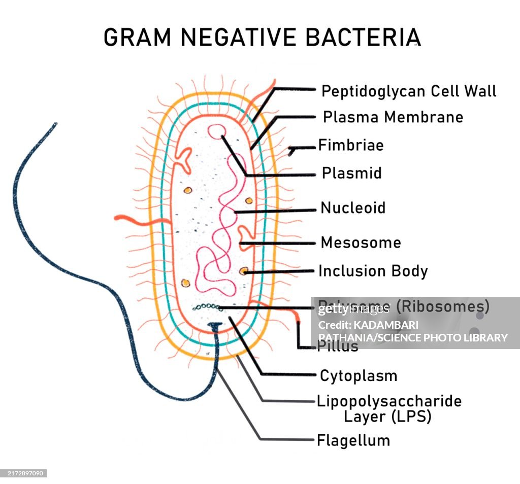 Gram negative bacterium, illustration