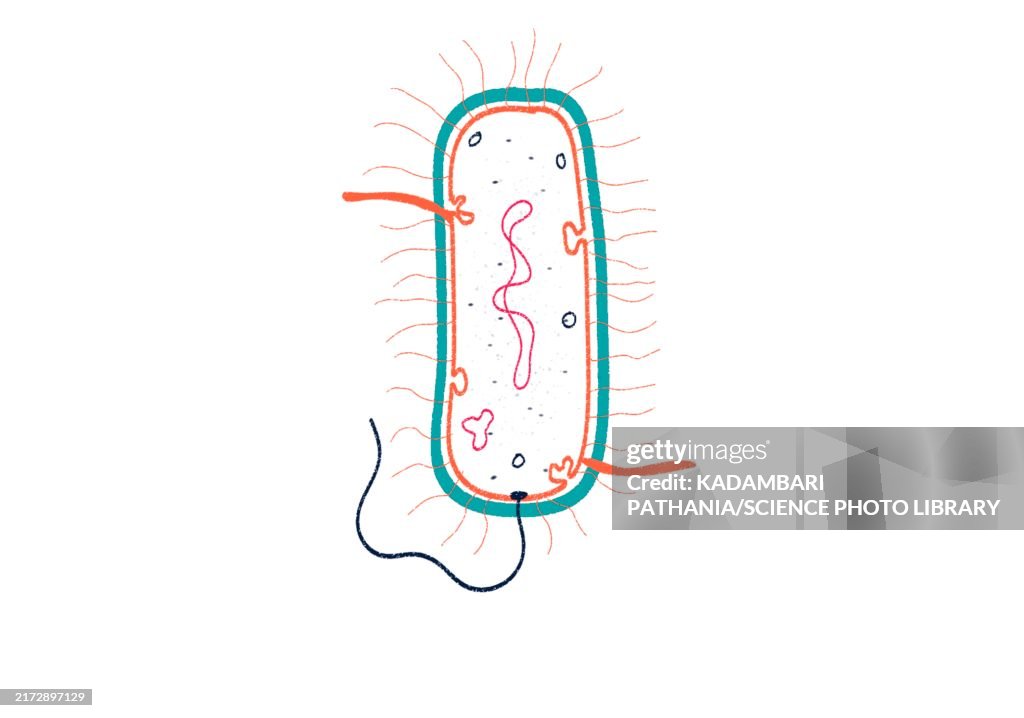 Gram positive bacterium, illustration