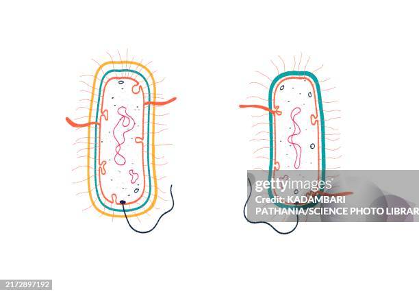 gram positive and gram negative bacteria, illustration - gram positive bacteria stock illustrations
