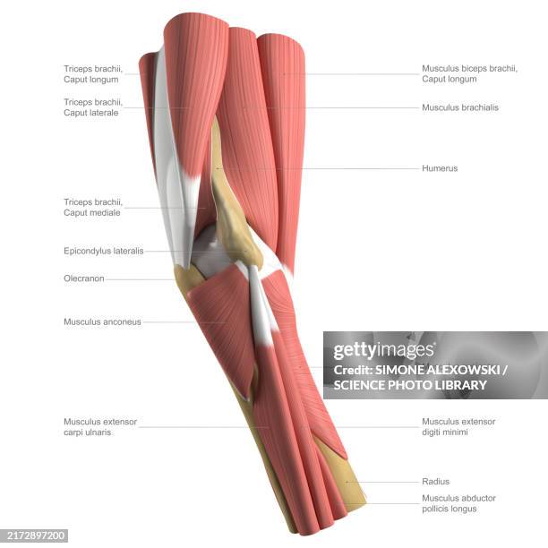 anatomy of the elbow, labelled illustration - menschlicher muskel stock-grafiken, -clipart, -cartoons und -symbole