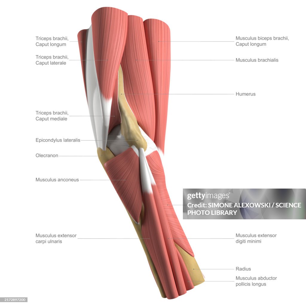 Anatomy of the elbow, labelled illustration
