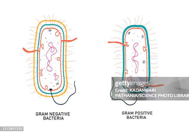 gram positive and gram negative bacteria, illustration - zellmembran stock-grafiken, -clipart, -cartoons und -symbole