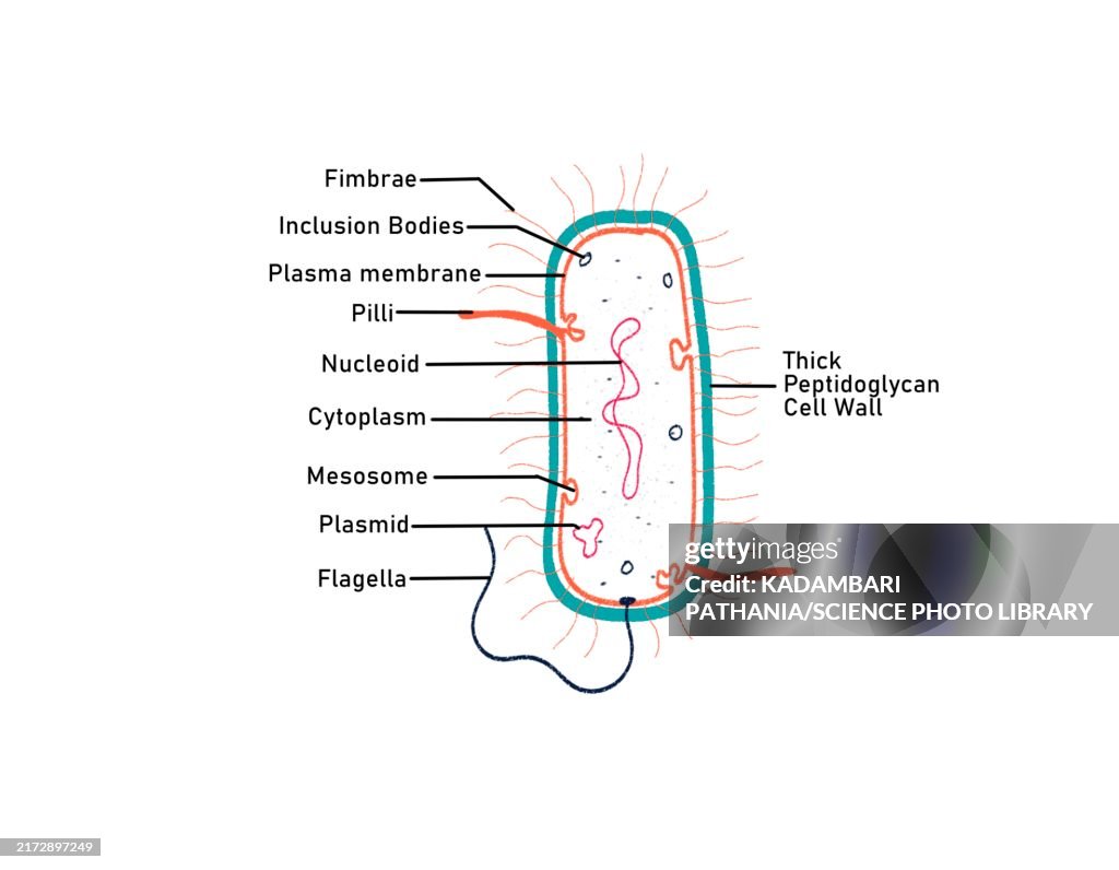 Gram positive bacterium, illustration